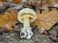Gyilkos galóca (Amanita phalloides), Budai-hegység